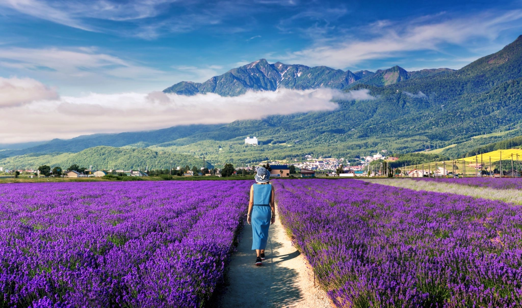 Hokkaido Melon, Lakes, and Lavender Tour 2024 HIS Hawaii