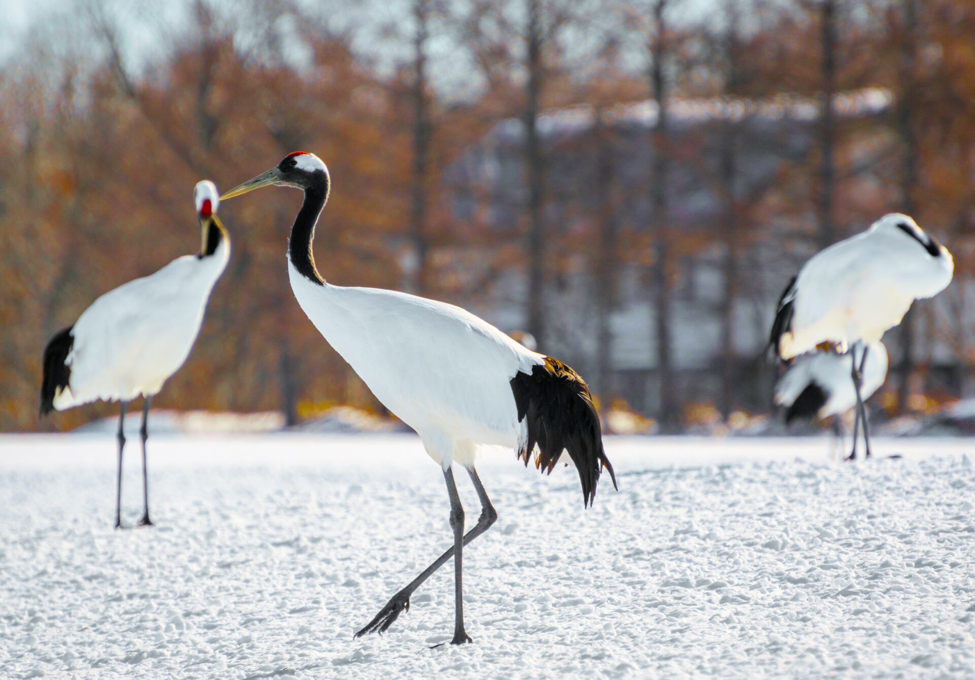 Hokkaido Sparkling Snow Tour 2025 HIS Hawaii   Shutterstock 296927738 KushiroCranes 